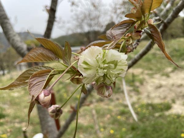 園里黄桜.JPG