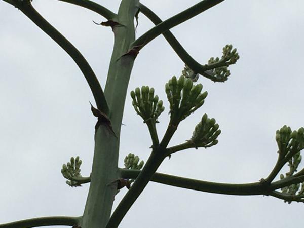 agave20210624