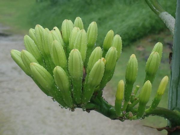 agave20210709