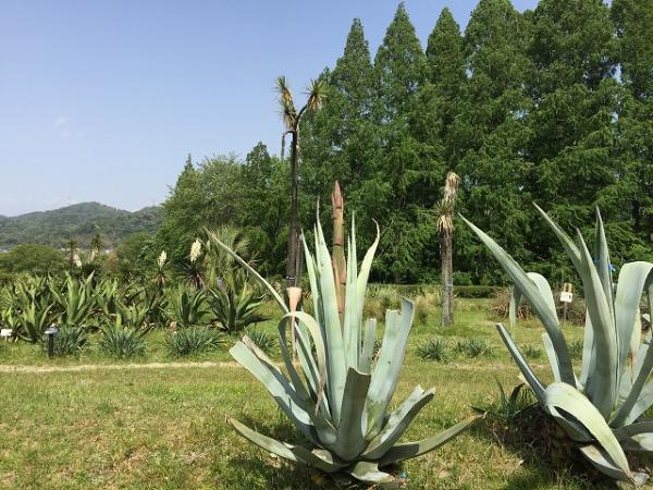 agave20210509