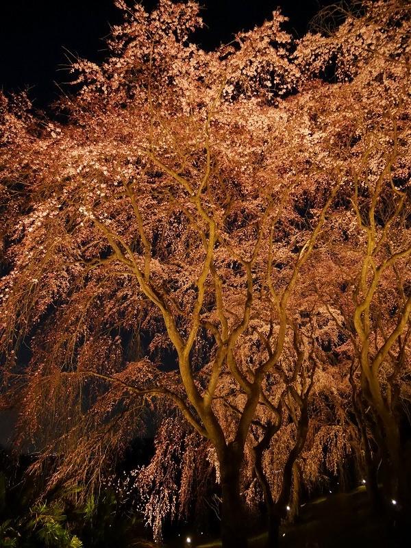 sakura_lightup_2022