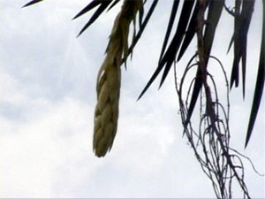 yucca20020702