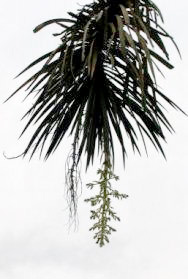 yucca20020705