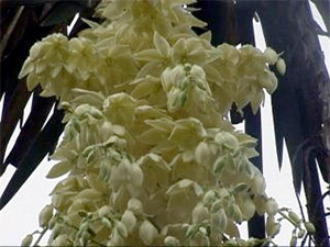 yucca20020710