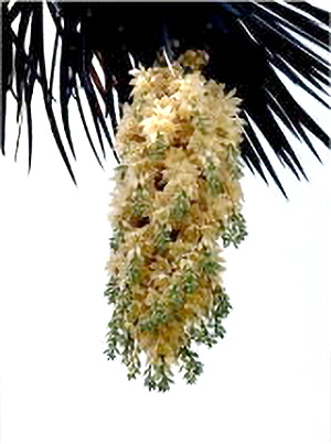 yucca_australis_main