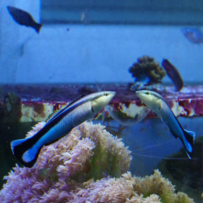 Bluestreak cleaner wrasse, a fish with self-recognition in photographs