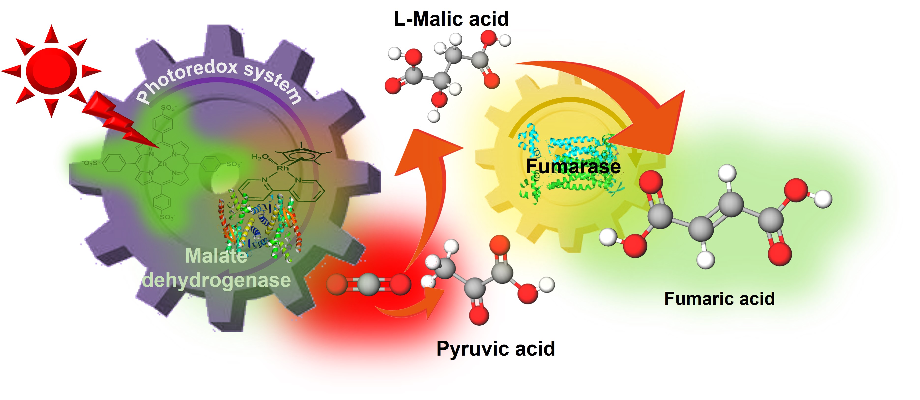 Fumaric acid synthesis from CO2 using solar energy. Using sunlight to power the photoredox system pyruvic acid and CO2 are converted into fumaric acid, by malate dehydrogenase and fumarase.