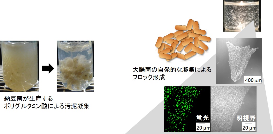 バイオ凝集剤の開発