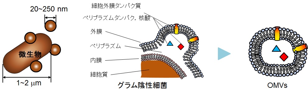 外膜小胞の産生機構の解明と産業応用