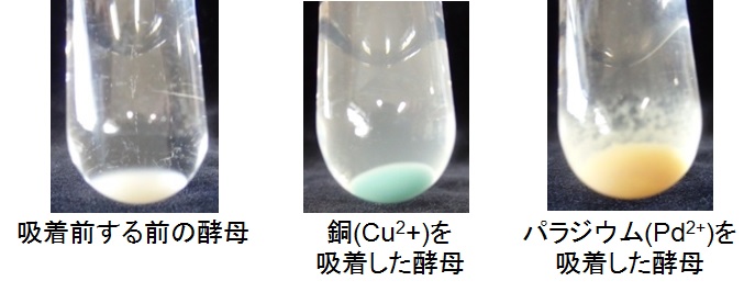 微生物を用いた金属回収技術の開発