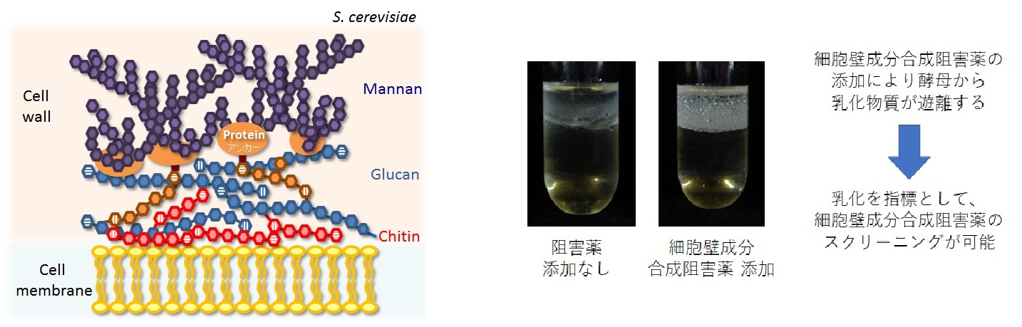 細胞壁とスクリーニング