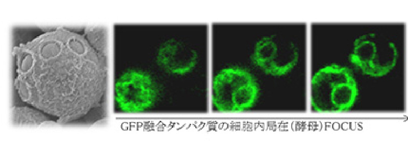 細胞工学イメージ