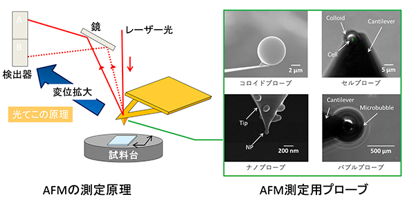 AFMの測定原理とAFM測定用プローブ