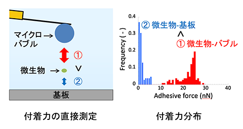 付着力の直接測定と付着力分布