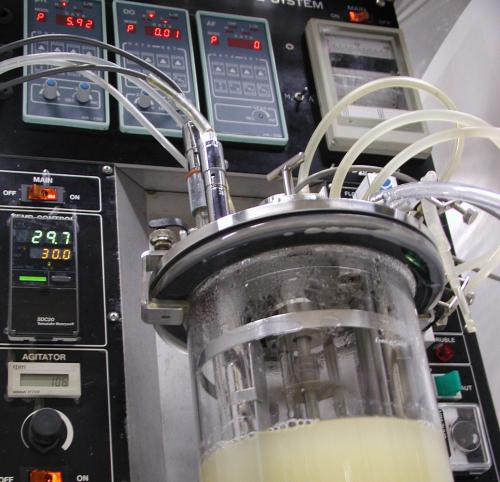 生体触媒(微生物・酵素)を用いた有用物質やエネルギー…
