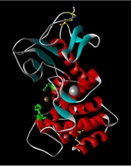 有機溶媒耐性生体触媒(酵素・微生物)の開発