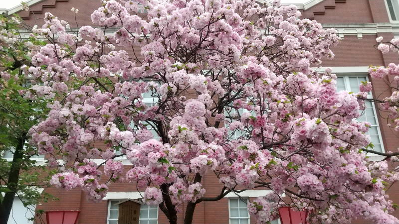 hanami0002