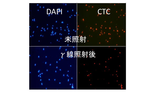 ガンマ線照射処理前後でのCTC・DAPI二重染色顕微鏡像