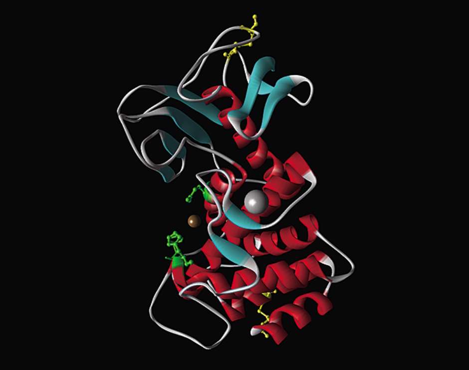 酵素の分子