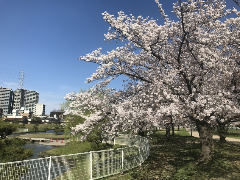 2022_4_1_photo_sakura2