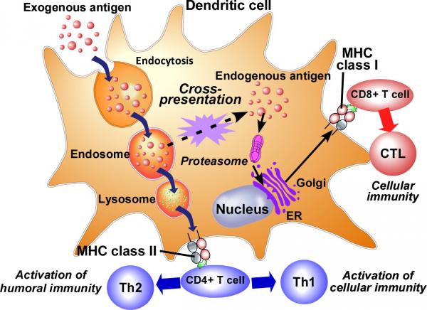 antigen presentaion_en2