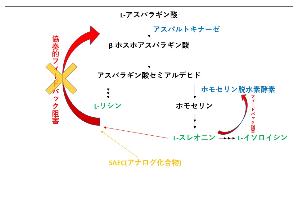 【資料】発酵生理学2