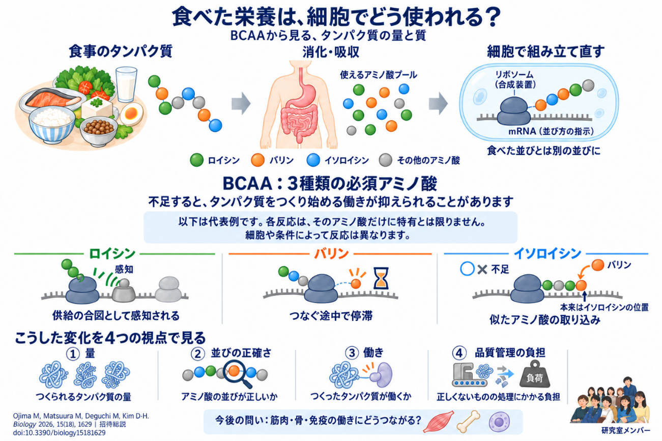 国際誌Biologyに掲載_金先生