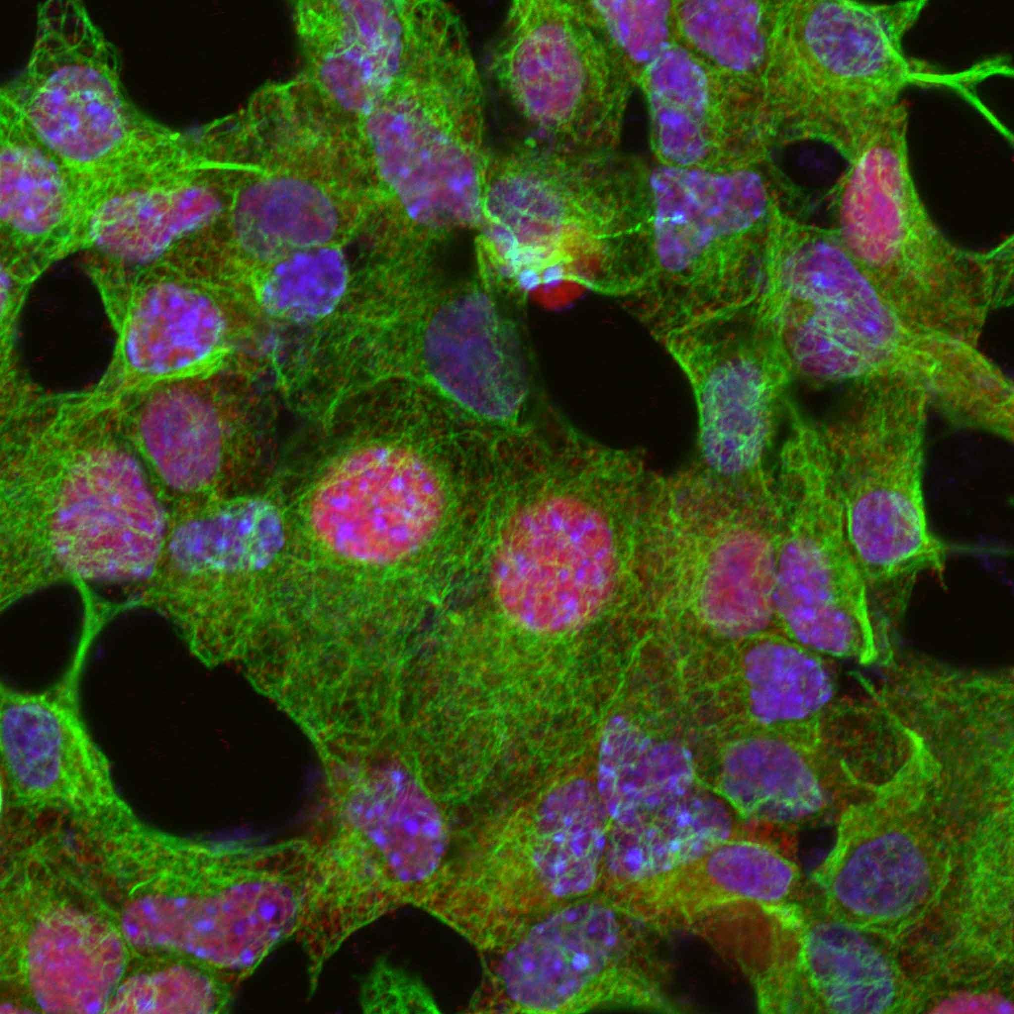 Image 6_Maximum intensity projection