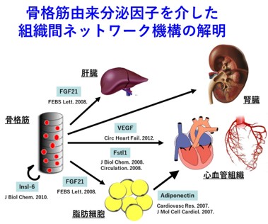 cardiovascular-2