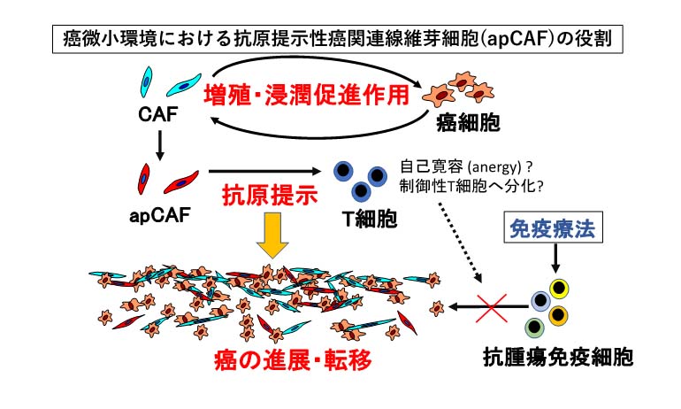 大腸がん微小環境研究