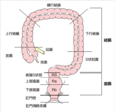 colon-11