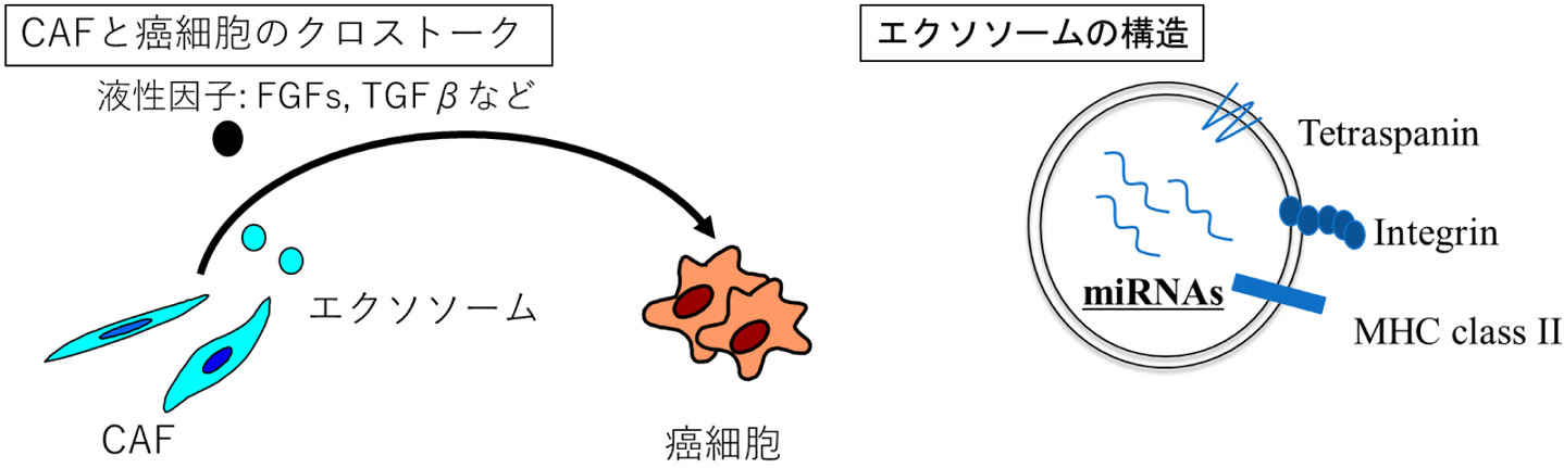 stomach-01
