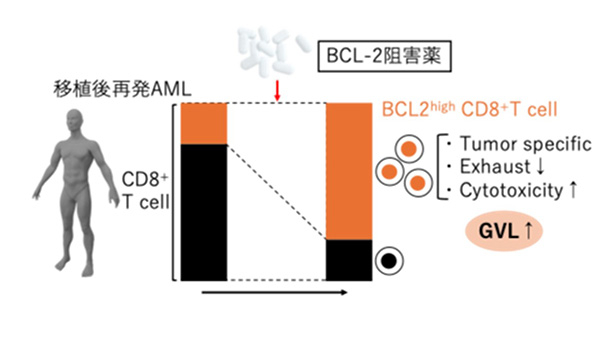 図　BCL2阻害 のコピー