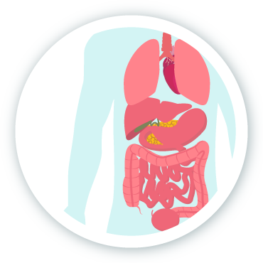 人体のイラスト