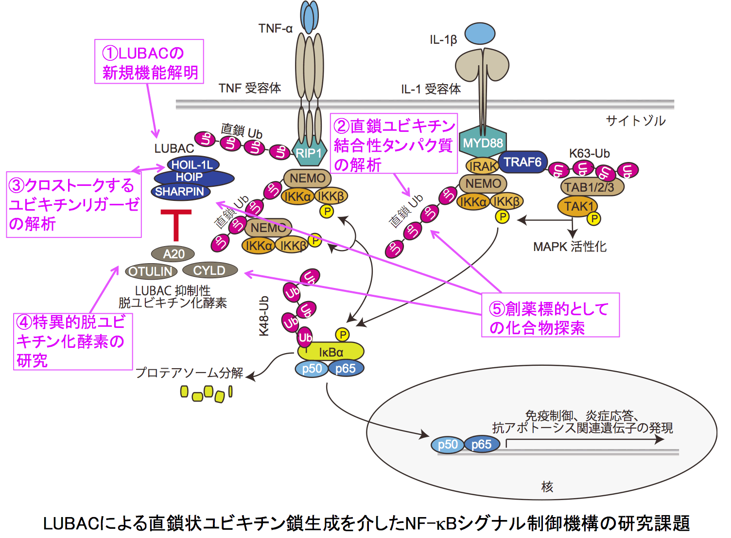 直鎖状ユビキチン化修飾を介した炎症・免疫シグナル制御と疾患の解明