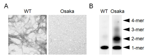 図4.Osaka変異Aβの凝集