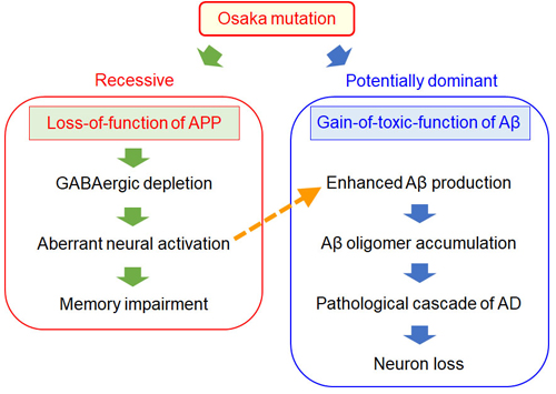 図7.Osaka変異によるアルツハイマー病発症機序