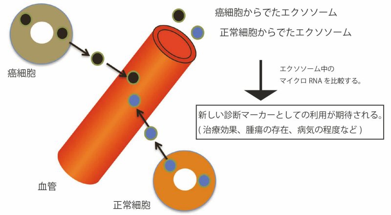 photo-zouki-n-hepatology-03