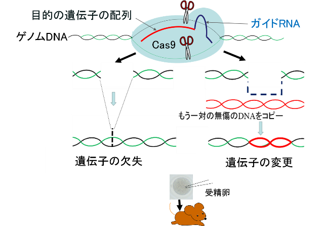 CRISPR-Cas9法による遺伝子改変動物の作製支援