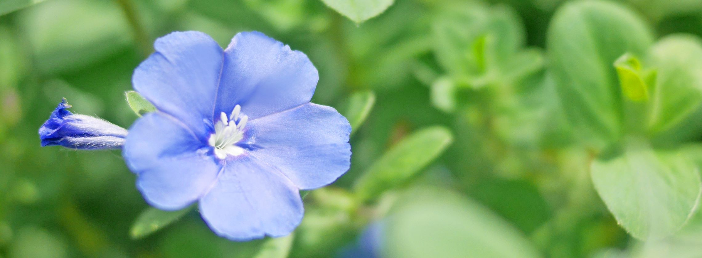 blueflower