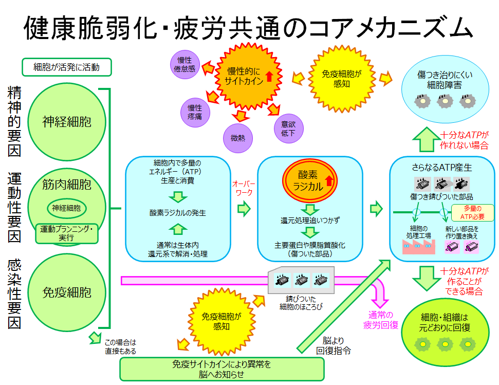 健康脆弱化・疲労共通のコアメカニズム_2