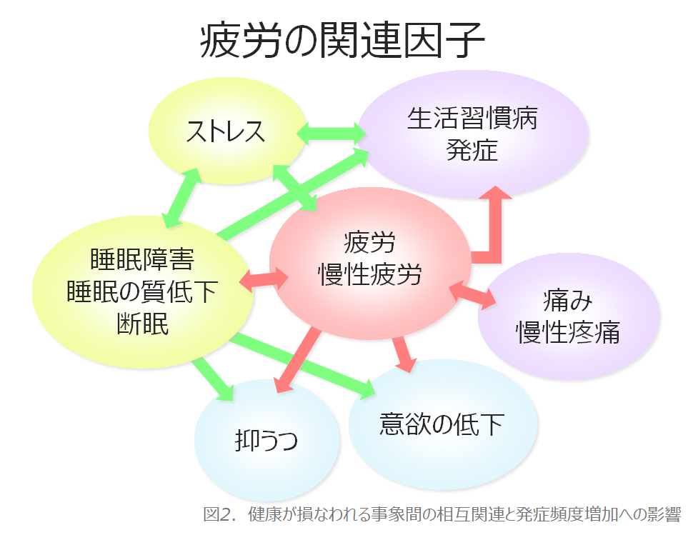 疲労の関連因子_4