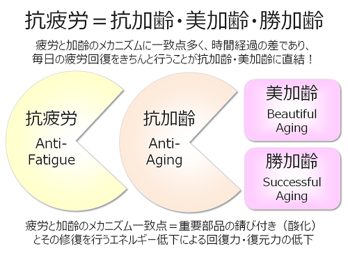 抗疲労=4