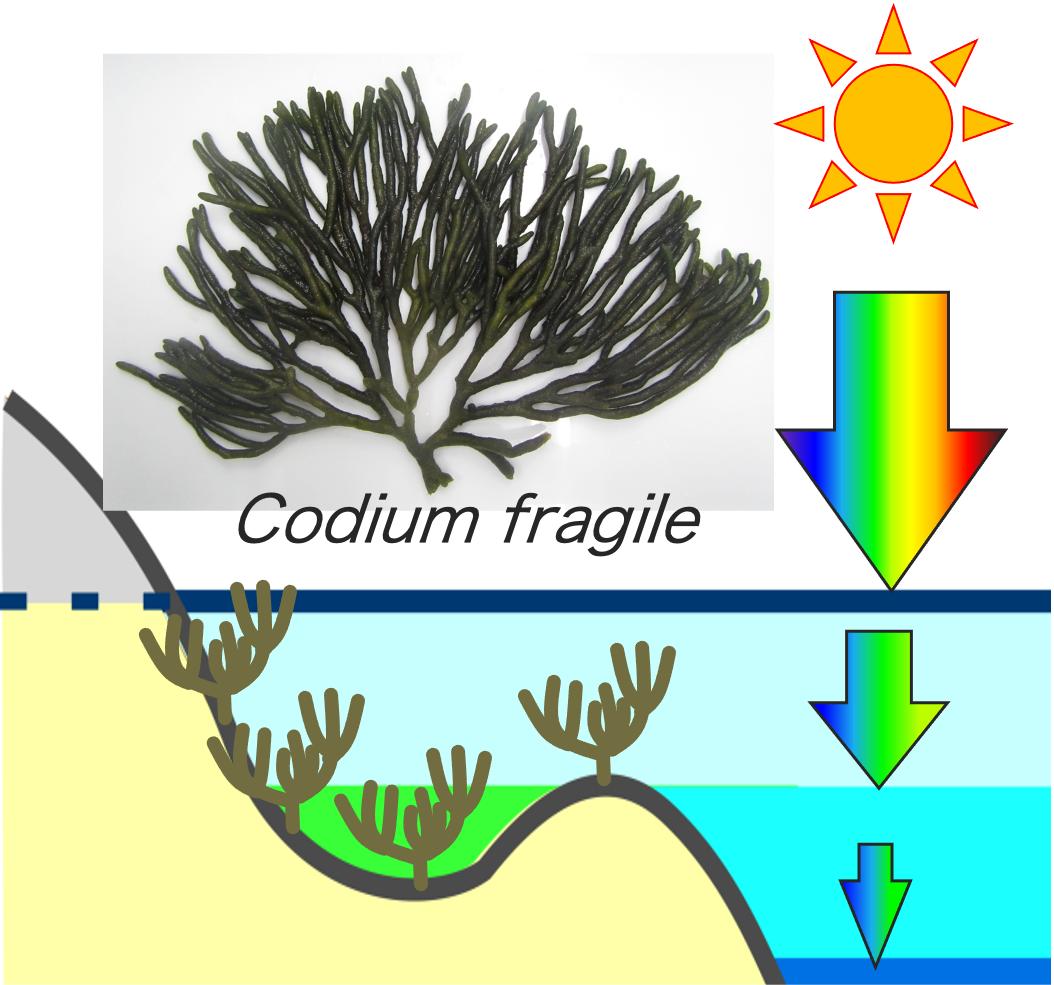 Codium-habitat