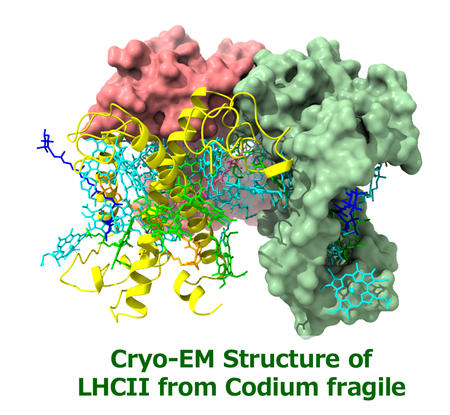 SCP-Structure_1