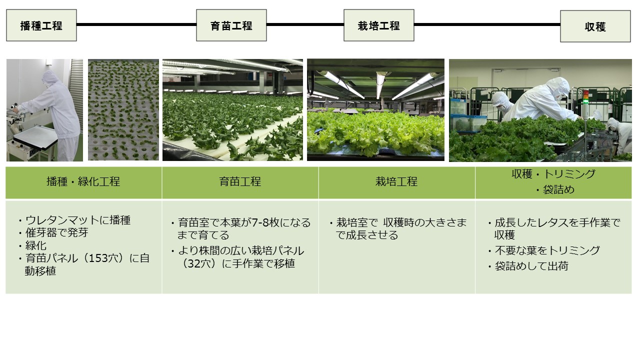 C22_cultivationProcess