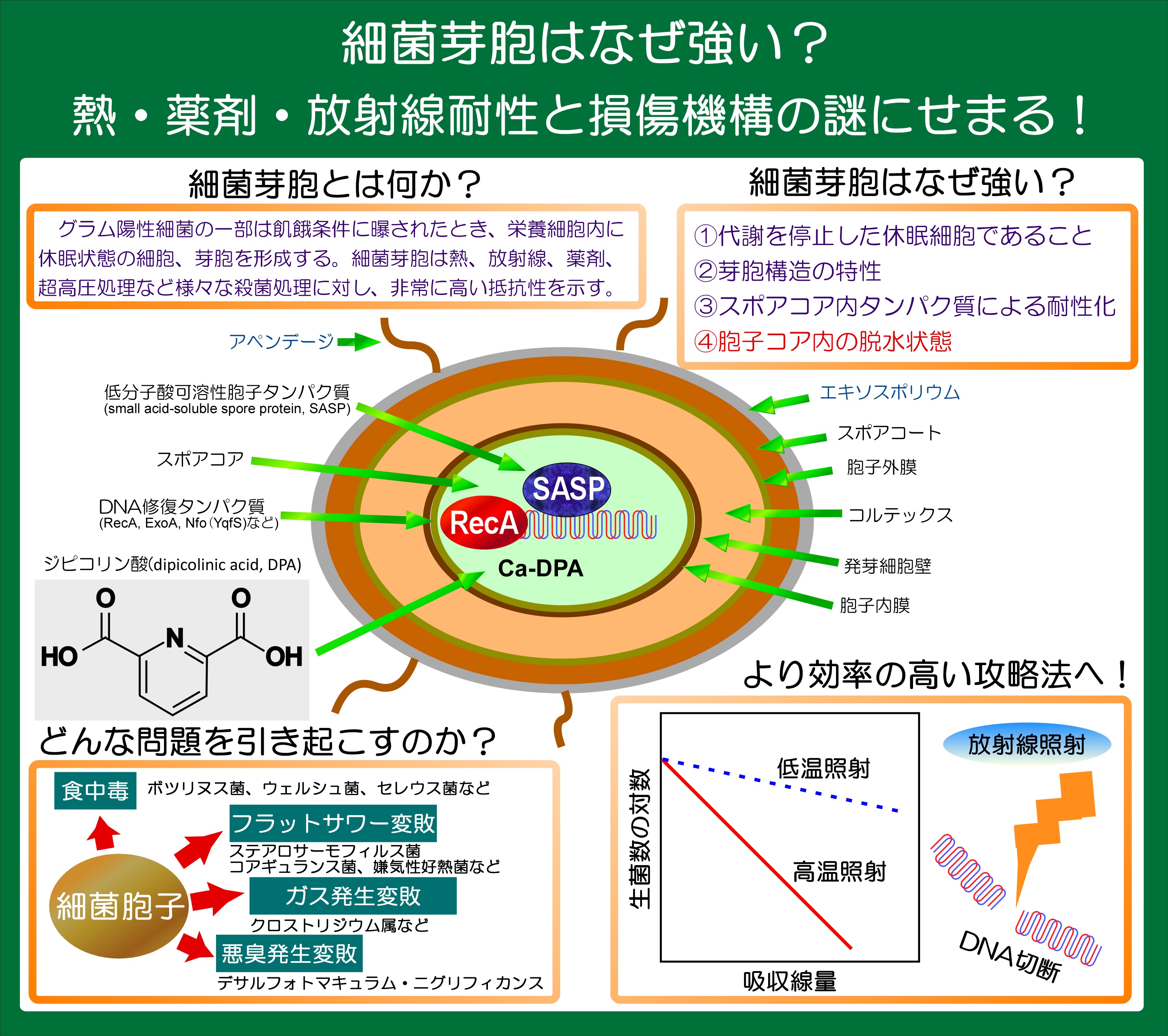 spore
