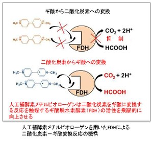 ギ酸から二酸化炭素への変換