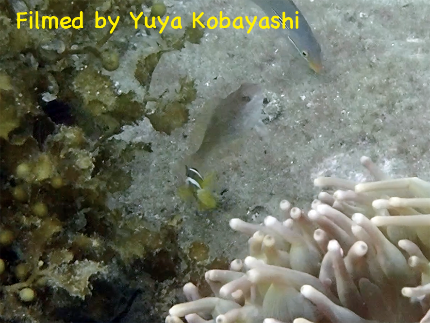 CleaningAnemonefish