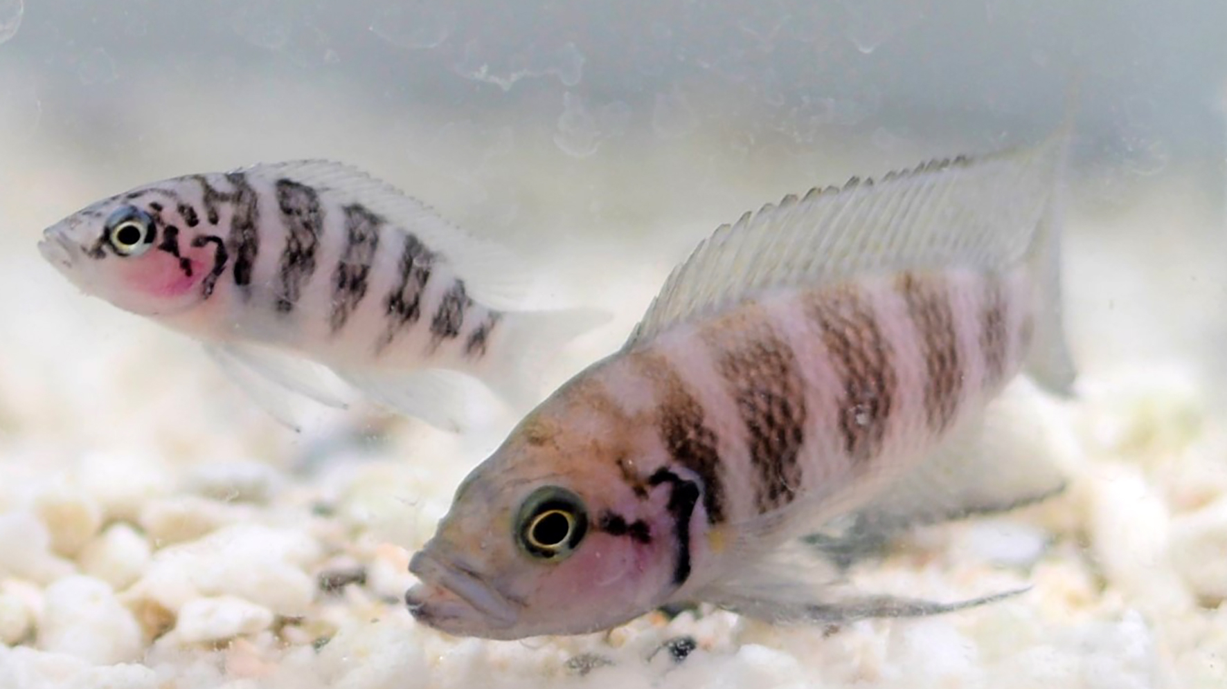 NsavoryiAquarium